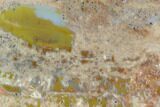 Thick, Polished Petrified Wood Section - Arizona #129456-2